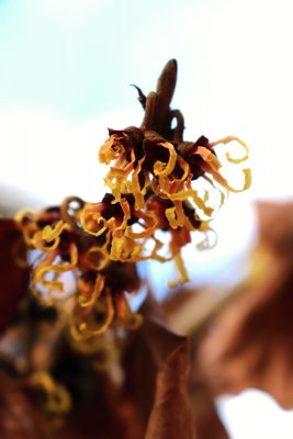 Hamamelis mollis - vilín měkký - květ